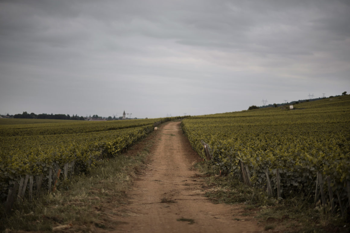 Méo Camuzet Vin wine grand cru Bourgogne France