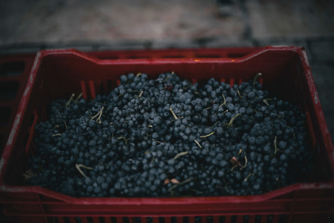 Méo Camuzet Vin wine grand cru Bourgogne France