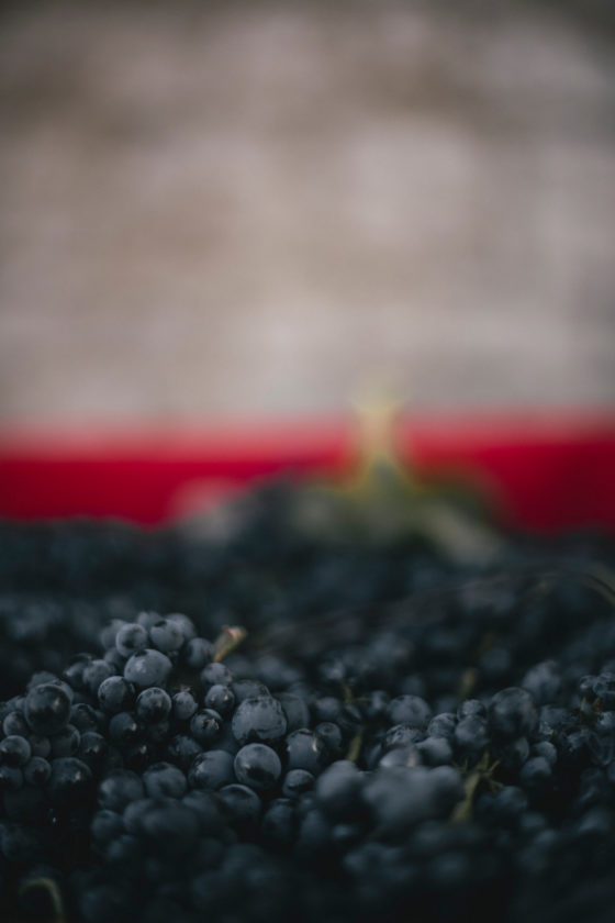 Méo Camuzet Vin wine grand cru Bourgogne France