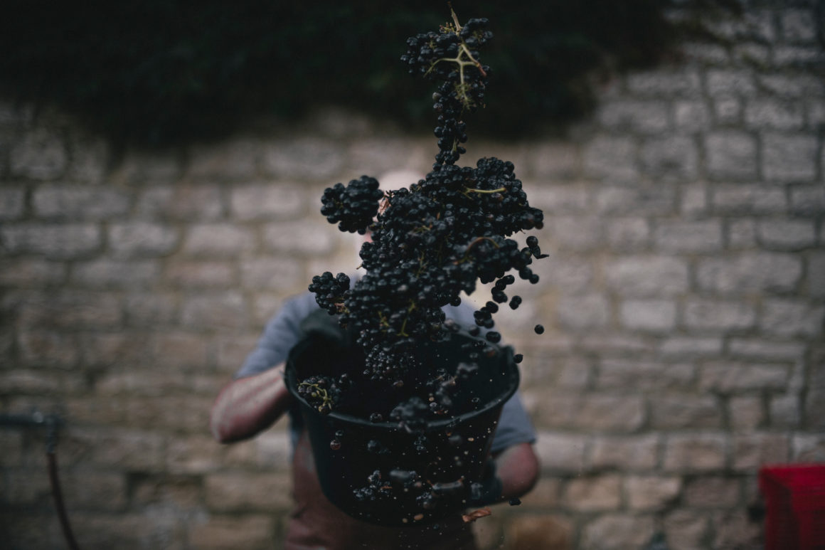 Méo Camuzet Vin wine grand cru Bourgogne France