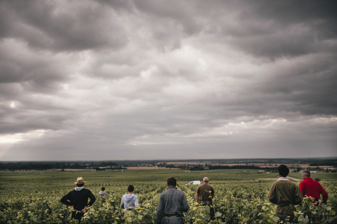 Méo Camuzet Vin wine grand cru Bourgogne France